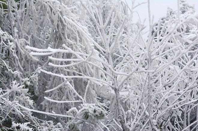 Rét khủng khiếp, cây cối hóa đá trên đỉnh Mù Cang Chải